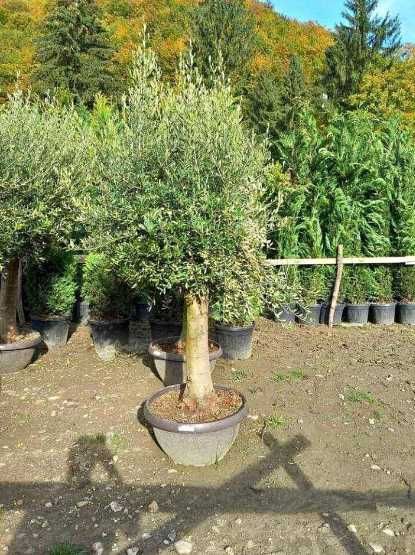 Gazon Rulou, Sisteme de irigare Plante Ornamentale