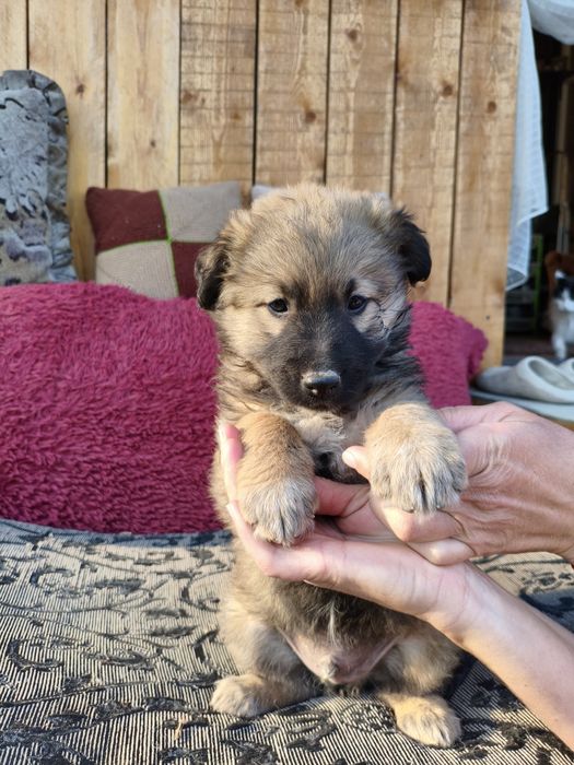 Продам щенка!!! Кабель!