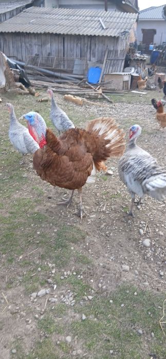 Disponibile oua de curci bourbon si splash!!