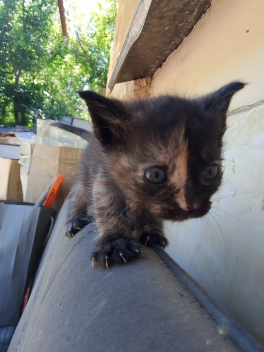 Отдам 5 котят бесплатно