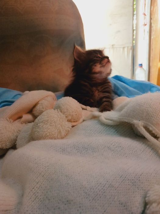 Котята в подарок здоровые умные игривые