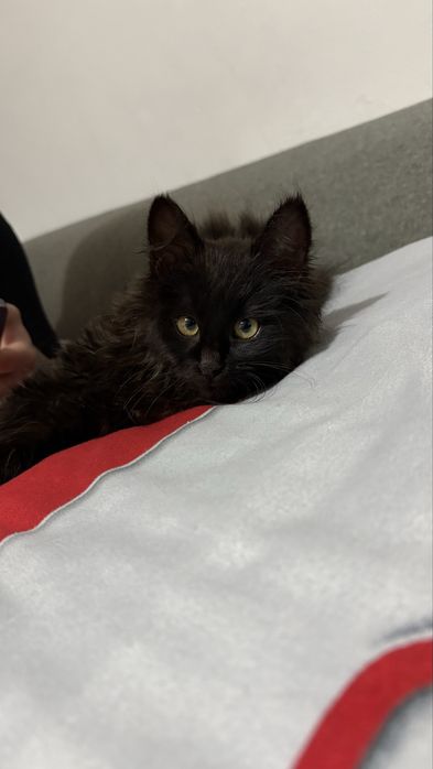 Lilo cauta om cu inima mare !