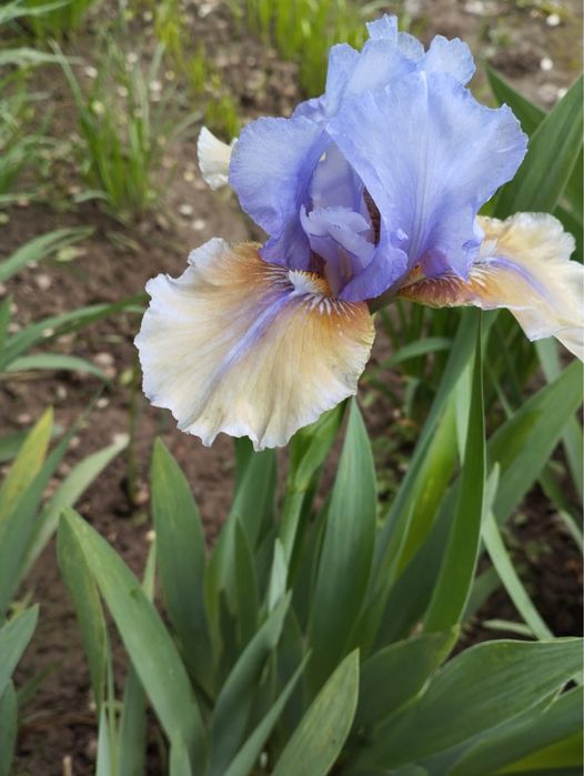 Карликовые ирисы