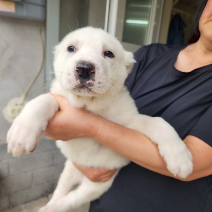 щенки алабая. белые.