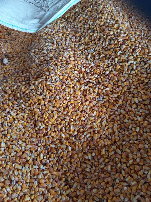 Vand graunte an 2025 _1,4lei/kg