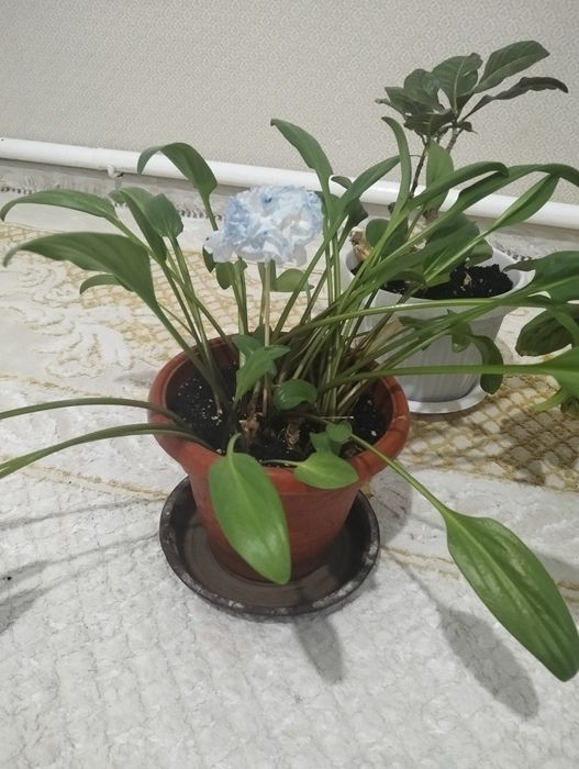 Комнатные растения