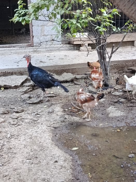 Индюки срочно продам