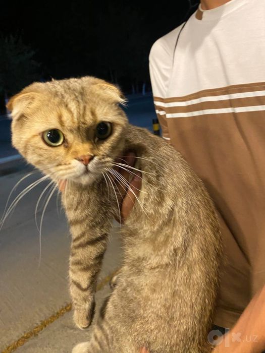 Scottish Fold mushuk