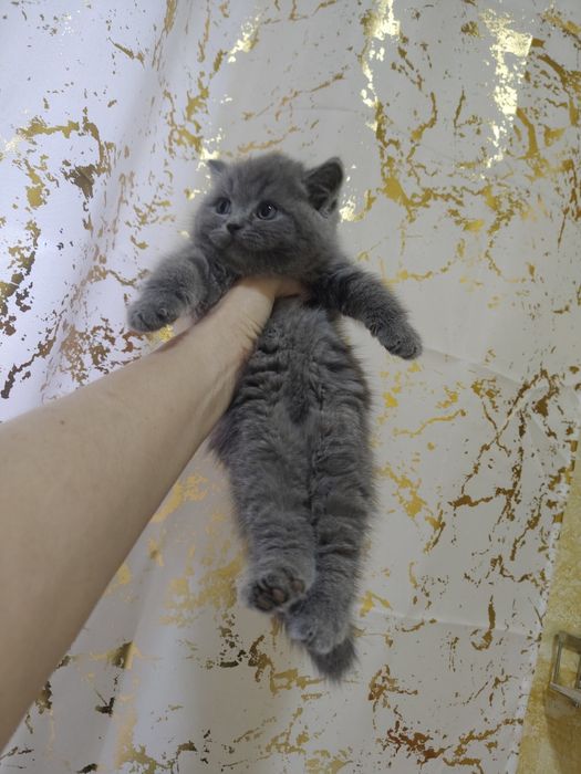 Британский голубой плюша