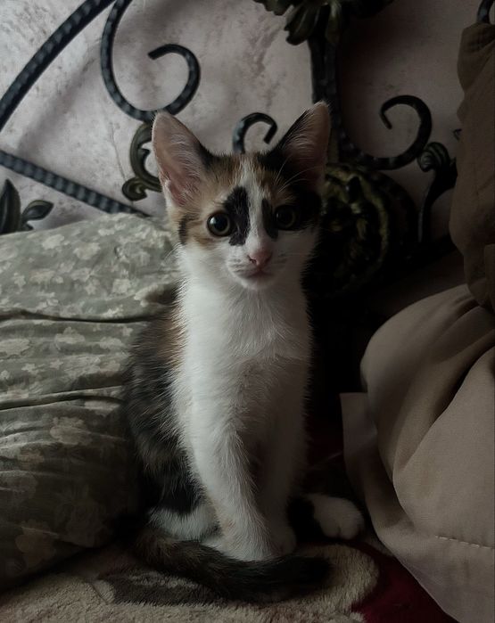 котенок котята в добрые руки