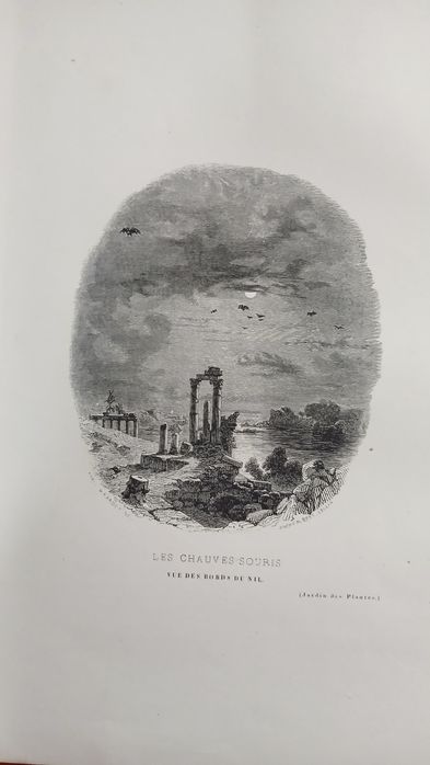 Кнтжные гравюры Ботанический сад