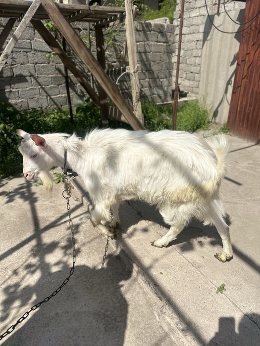 Echki sotiladi | chirchiq oqqovoq