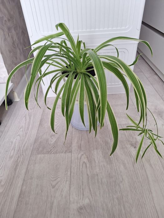 Продам Хлорофитум Хохлатый