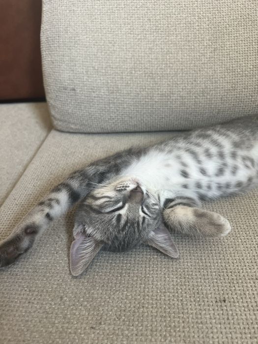 Шотландско правоухо коте