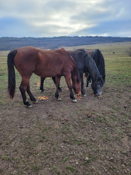 Vând caii mai multe detalii la telefon