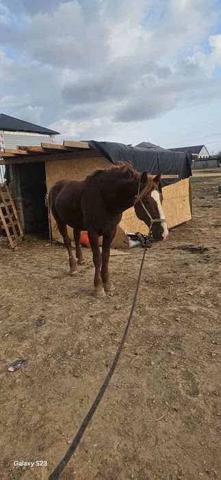 Айғыр. Жеребец. Жылқы