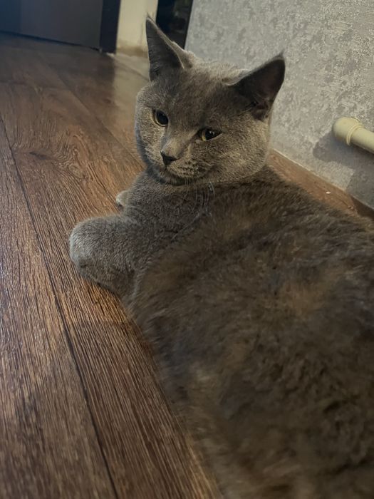 Пропал кот в районе 7 мкр