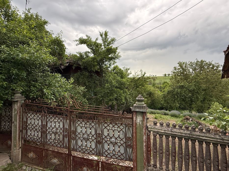 Proprietate de Vanzare In Sat Dalga, Comuna Calopăr - 2900mp| Doua Case batranesti + Plantație de lavanda anul 6