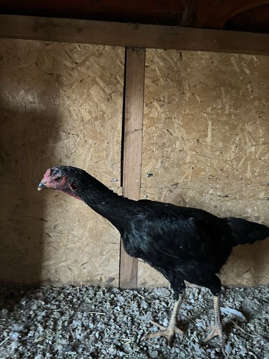 Курица бойцовая 15000