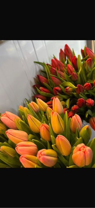 Тюльпаны голландские оптом