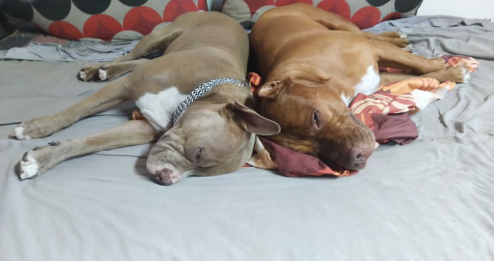 Американски питбул териер ,,Ред ноус''(American pitbull terrier Red nose)