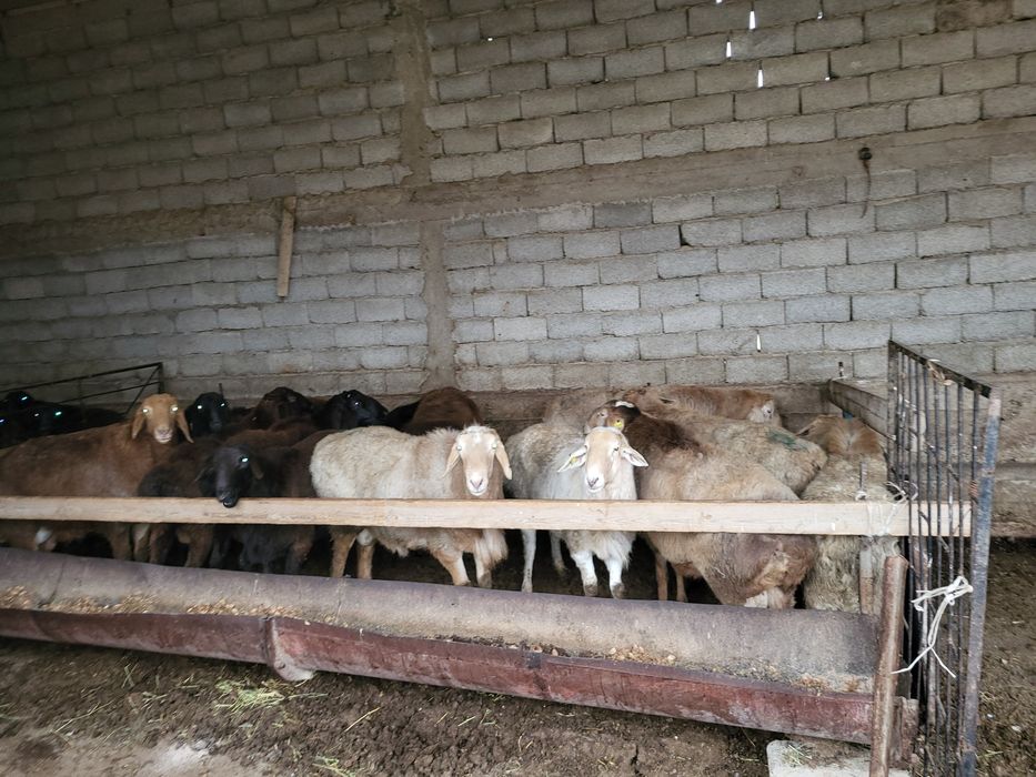 Қой қошқар тоқты бар