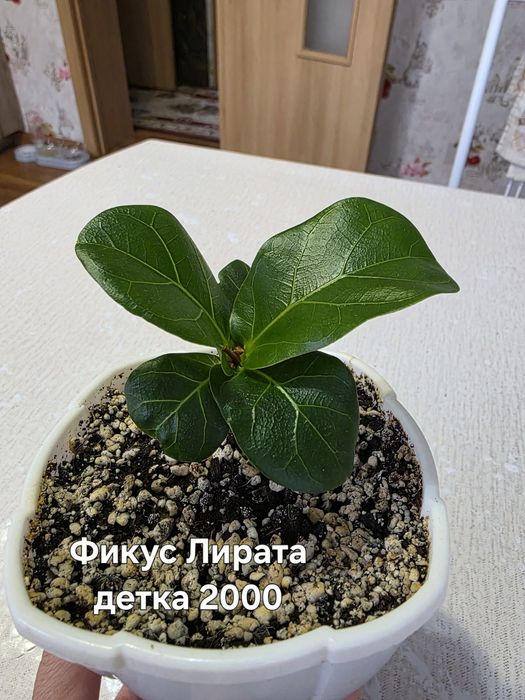 Комнатные растения