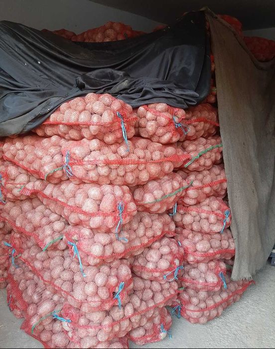 Cartofi consum bellarosa