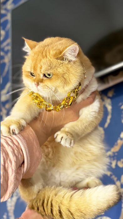 Вязка золотая шиншилла