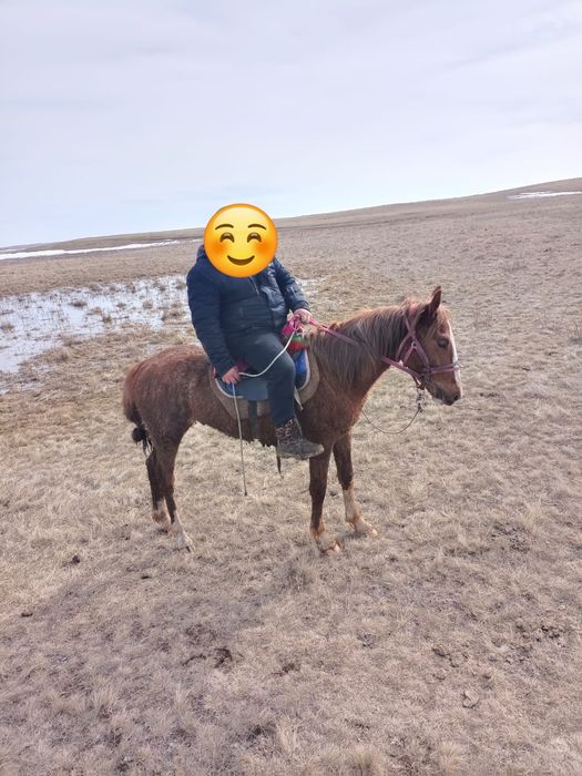 Пародам Продам Продам Продам Продам Продам