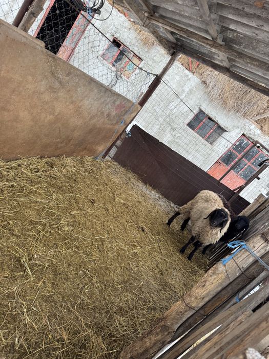 Vand berbecuti carabas