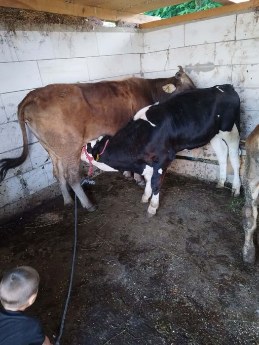 Vând o vacă cu vițel și 2 vitei mari..