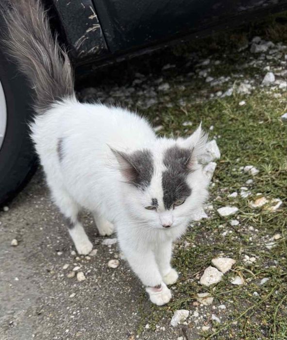 Пухена бездомна женска котка търси дом