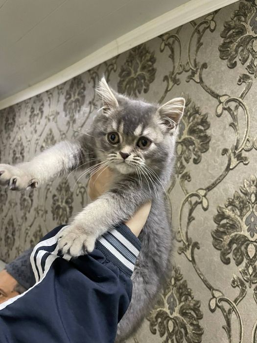 Мушукча сотилади