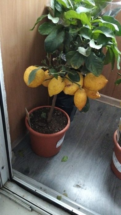 Продам дерево лимона