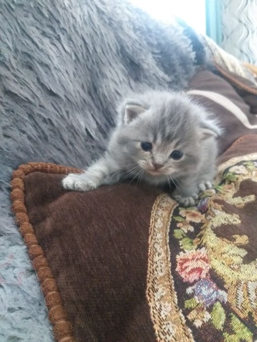 Британские котята