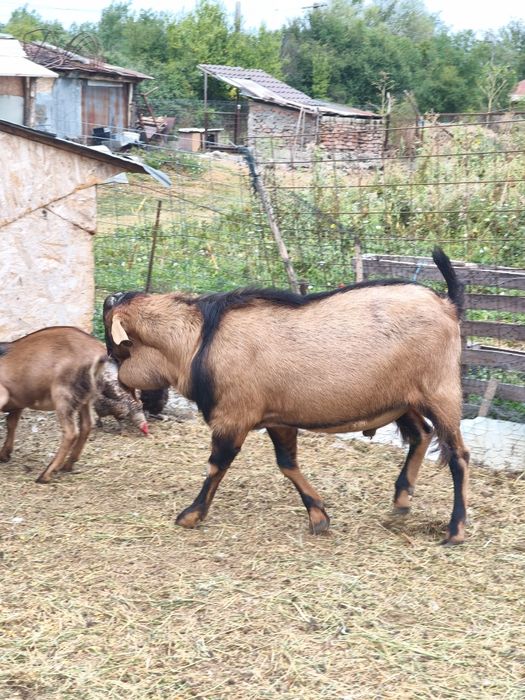 Țap anglonubian bun de monta