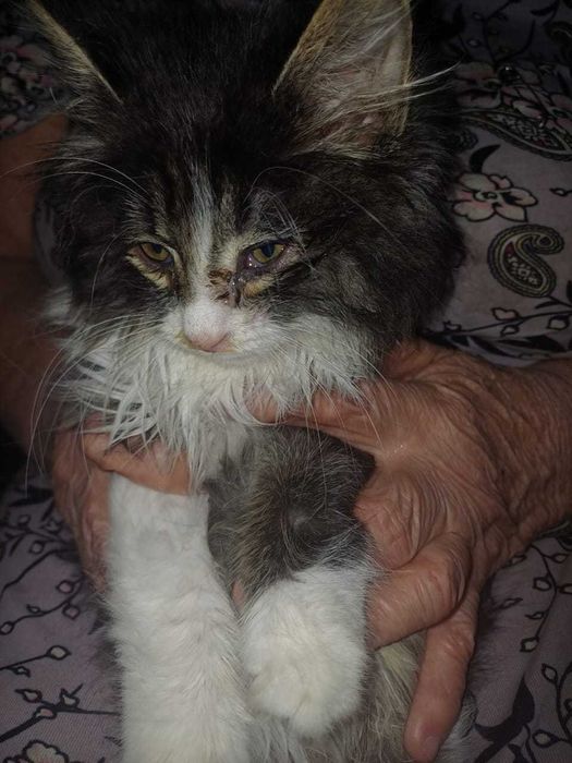 котик мышелов крысолов умнечка