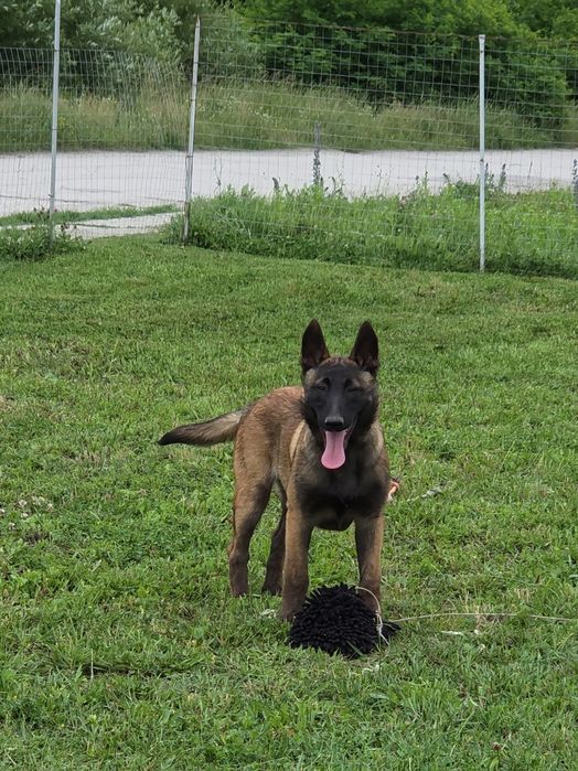 Ciobanesc belgian malinois