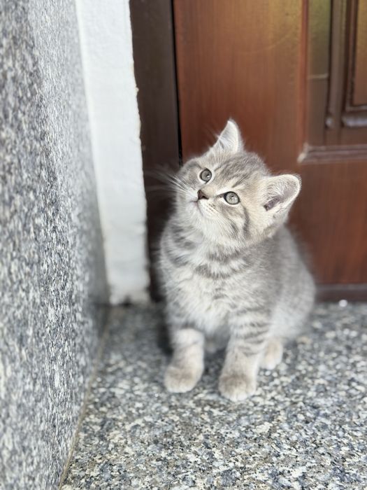 Toza zotli mushuk