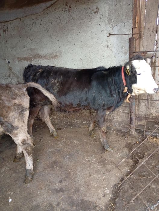 Aduc vitei pe comanda in toata roamnia