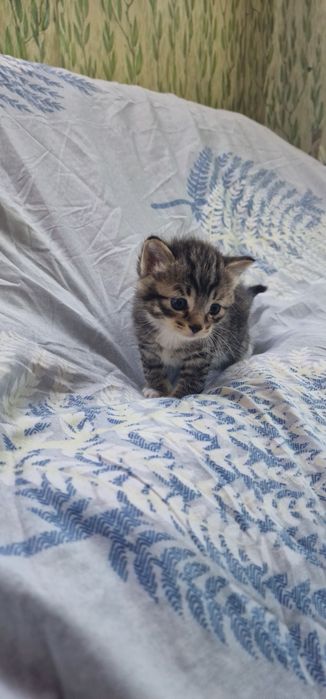 Котята красивые Бесплатно!