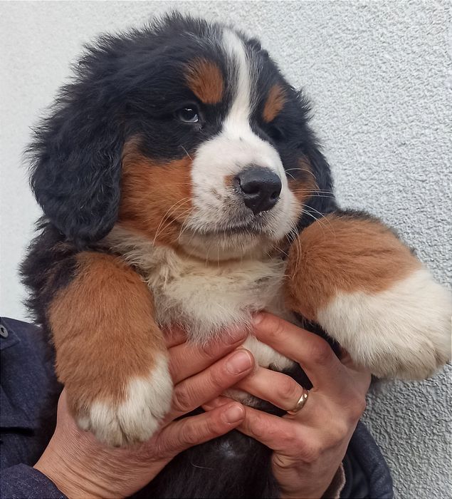 Pui  Ciobanesc de Berna Leonardo