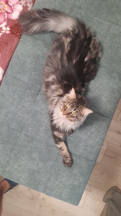 Вязка мейн кун кот