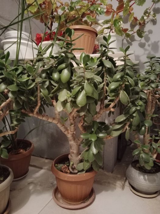 Комнатные цветы. !