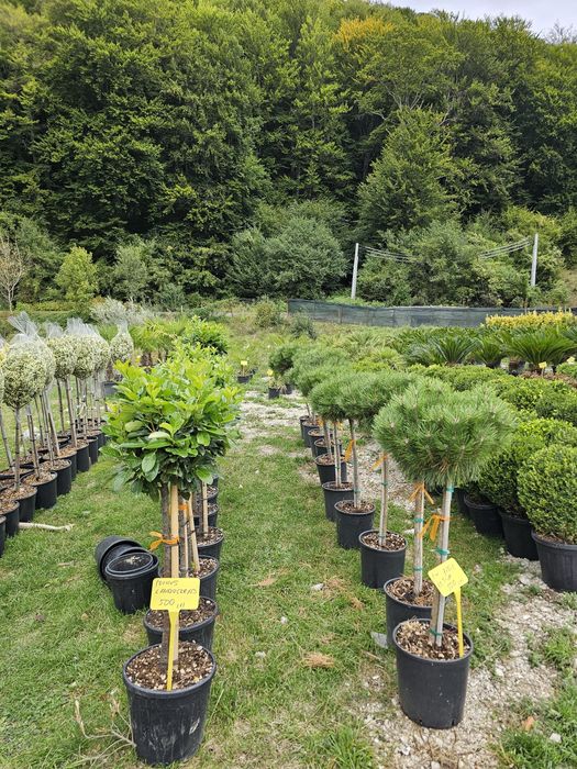 Livrare  la domiciliul cu tot cu plantare livrarea gratuit !!