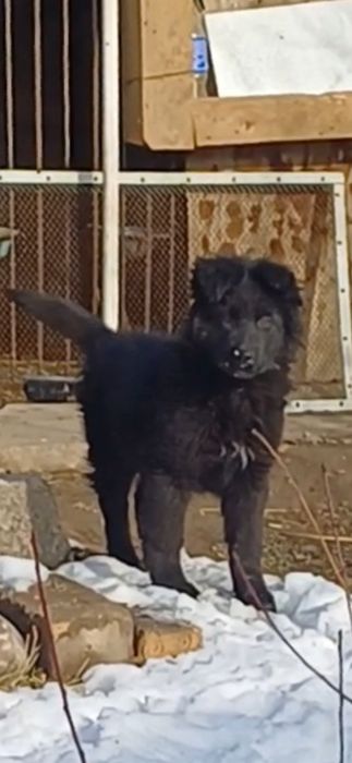 Продаётся щенки Немецкой Овчарки.