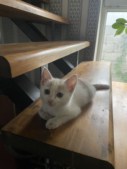 Отдам котят  (бесплатно )