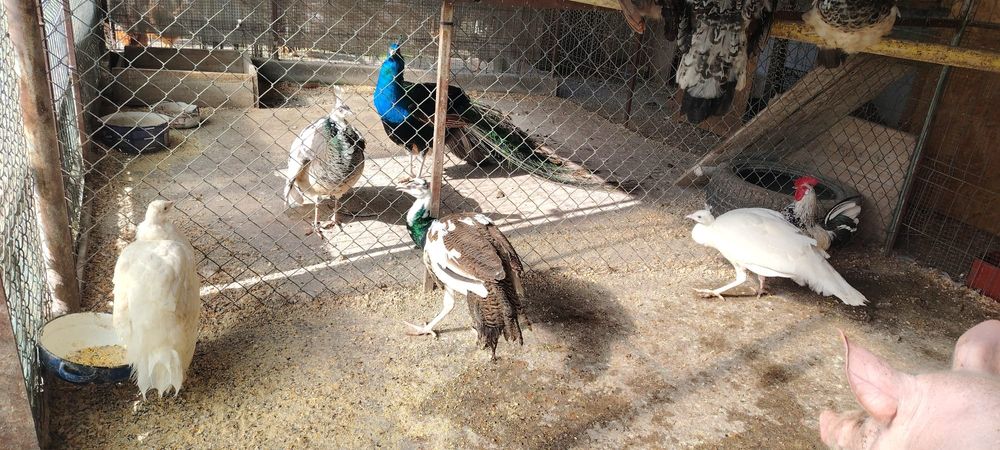 Găini cochinchina uriaș și pauni