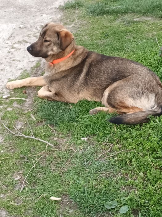 Подарява се Бруно